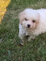 Nutmeg , a female Cavapoo for sale in Clare, MI – 3 of 9