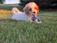 Cardamom , a female Cavapoo for sale in Clare, MI – 3 of 10