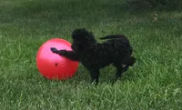 Oak, a female Poodle - Miniature  for sale in Clare, MI – 4 of 10