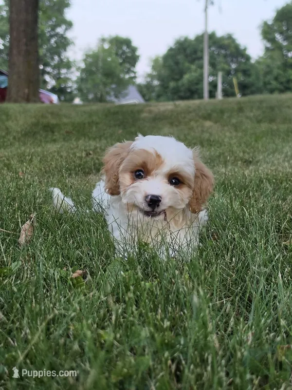 Clove – Cavapoo puppy for sale in Clare, MI