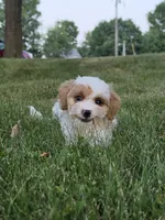 Clove, a male Cavapoo for sale in Clare, MI – 4 of 10