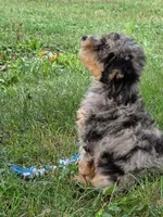 Maple, a female Poodle - Miniature  for sale in Clare, MI – 9 of 10