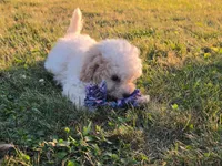 Nutmeg , a female Cavapoo for sale in Clare, MI – 4 of 9