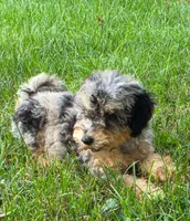 Maple, a female Poodle - Miniature  for sale in Clare, MI – 8 of 10