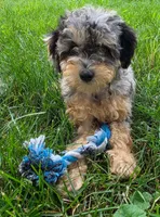 Maple, a female Poodle - Miniature  for sale in Clare, MI – 7 of 10