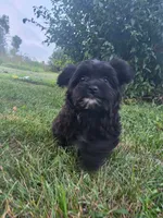 Sailor , a female Yorkipoo for sale in Clare, MI – 4 of 10