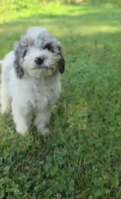 Ash, a female Poodle - Miniature  for sale in Clare, MI – 10 of 10