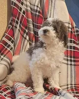 Antares , a male Poodle - Miniature  for sale in Clare, MI – Photo 2 of 4