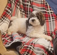 Antares , a male Poodle - Miniature  for sale in Clare, MI – Photo 1 of 4