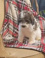 Antares , a male Poodle - Miniature  for sale in Clare, MI – Photo 3 of 4