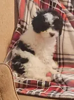 Cirrus , a female Poodle - Miniature  for sale in Clare, MI – Photo 2 of 5
