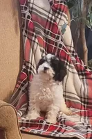 Cirrus , a female Poodle - Miniature  for sale in Clare, MI – Photo 3 of 5