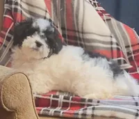 Cirrus , a female Poodle - Miniature  for sale in Clare, MI – Photo 4 of 5