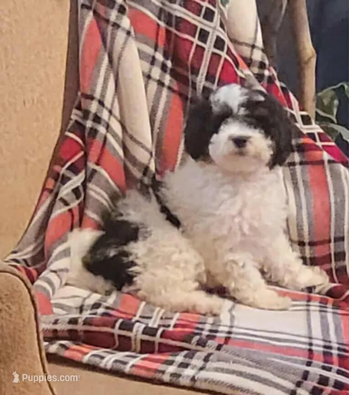 Cirrus  – Poodle - Miniature  puppy for sale in Clare, MI