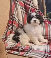 Cirrus , a female Poodle - Miniature  for sale in Clare, MI – Photo 1 of 5