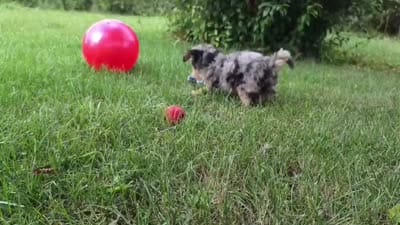 Maple, a female Poodle - Miniature  for sale in Clare, MI – 4 of 10