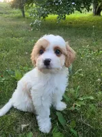 Clove, a male Cavapoo for sale in Clare, MI – 3 of 10