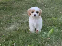 Clove, a male Cavapoo for sale in Clare, MI – 5 of 10