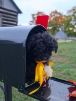 Captain , a male Yorkipoo for sale in Clare, MI – 5 of 10