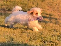 Cardamom , a female Cavapoo for sale in Clare, MI – 7 of 10