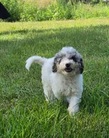 Ash, a female Poodle - Miniature  for sale in Clare, MI – 7 of 9