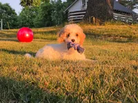 Cardamom , a female Cavapoo for sale in Clare, MI – 6 of 10