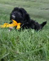 Captain , a male Yorkipoo for sale in Clare, MI – 8 of 10