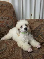 Birch, a male Poodle - Miniature  for sale in Clare, MI – 2 of 5