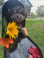 Bosun, a female Yorkipoo for sale in Clare, MI – 8 of 10