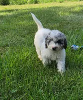 Ash, a female Poodle - Miniature  for sale in Clare, MI – 3 of 9