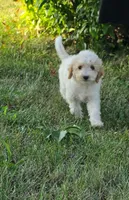 Aspen , a female Poodle - Miniature  for sale in Clare, MI – 8 of 8