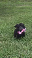 Oak, a female Poodle - Miniature  for sale in Clare, MI – 8 of 10