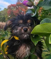 Bosun, a female Yorkipoo for sale in Clare, MI – 4 of 10
