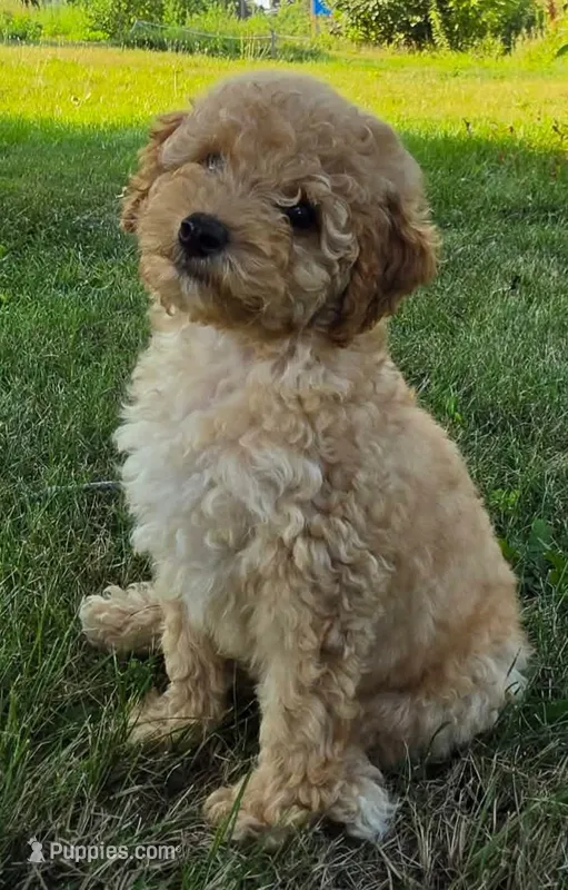 Cedar – Poodle - Miniature  puppy for sale in Clare, MI
