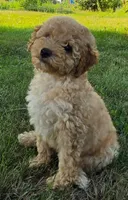Cedar, a female Poodle - Miniature  for sale in Clare, MI – 2 of 7