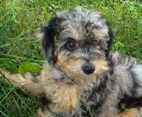 Maple, a female Poodle - Miniature  for sale in Clare, MI – 5 of 10