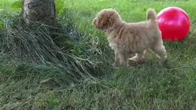Cedar, a female Poodle - Miniature  for sale in Clare, MI – 7 of 7
