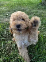 Cedar, a female Poodle - Miniature  for sale in Clare, MI – 6 of 7