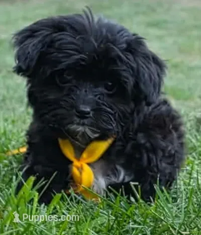 Captain  – Yorkipoo puppy for sale in Clare, MI