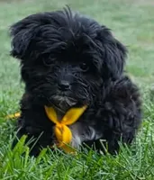 Captain , a male Yorkipoo for sale in Clare, MI – 1 of 10