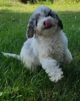 Ash, a female Poodle - Miniature  for sale in Clare, MI – 2 of 9