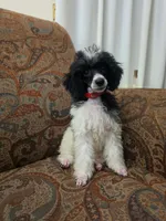 Tamarack, a female Poodle - Miniature  for sale in Clare, MI – 3 of 5