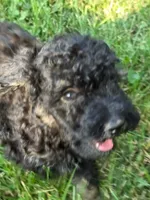 Spruce , a female Poodle - Miniature  for sale in Clare, MI – 8 of 9