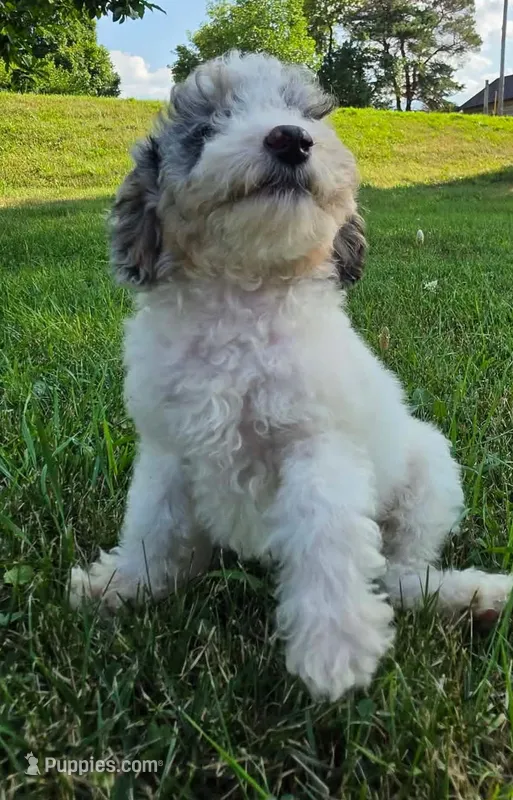 Ash – Poodle - Miniature  puppy for sale in Clare, MI