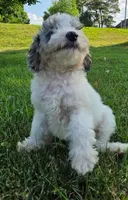 Ash, a female Poodle - Miniature  for sale in Clare, MI – 9 of 9