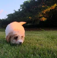 Cardamom , a female Cavapoo for sale in Clare, MI – 2 of 10