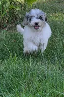 Ash, a female Poodle - Miniature  for sale in Clare, MI – 4 of 9