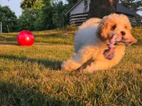 Cardamom , a female Cavapoo for sale in Clare, MI – 9 of 10