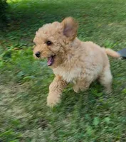 Cedar, a female Poodle - Miniature  for sale in Clare, MI – 3 of 7