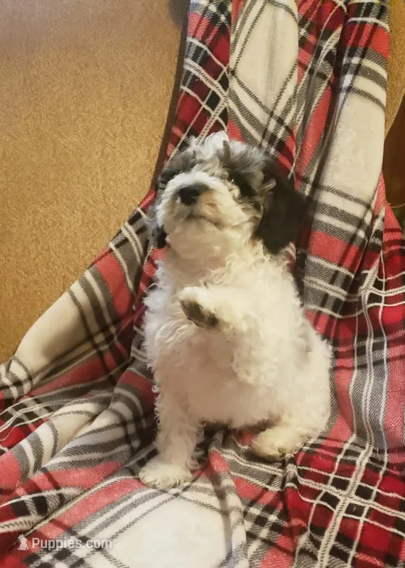 Praesepe  – Poodle - Miniature  puppy for sale in Clare, MI